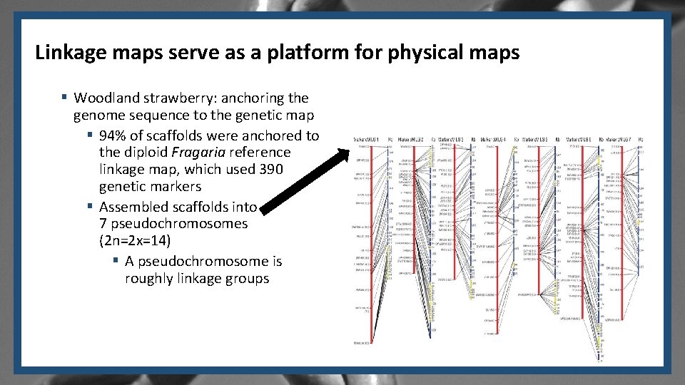 Linkage maps serve as a platform for physical maps § Woodland strawberry: anchoring the