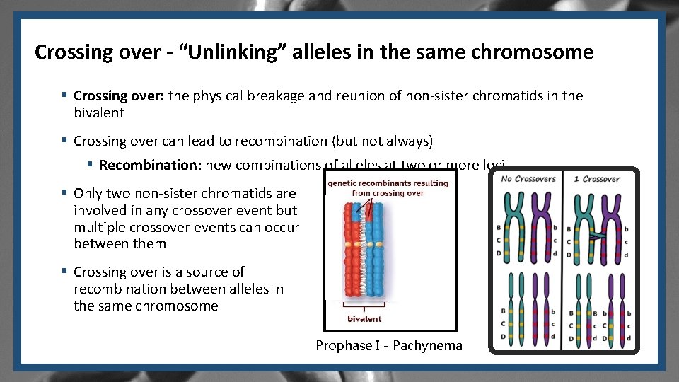 Crossing over - “Unlinking” alleles in the same chromosome § Crossing over: the physical Crossing over - “Unlinking” alleles in the same chromosome § Crossing over: the physical