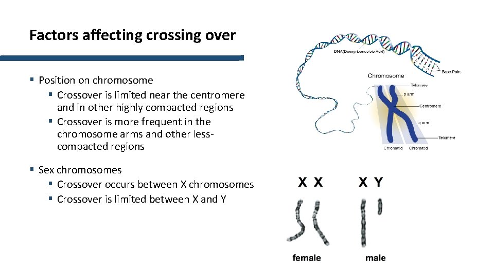 Factors affecting crossing over § Position on chromosome § Crossover is limited near the Factors affecting crossing over § Position on chromosome § Crossover is limited near the