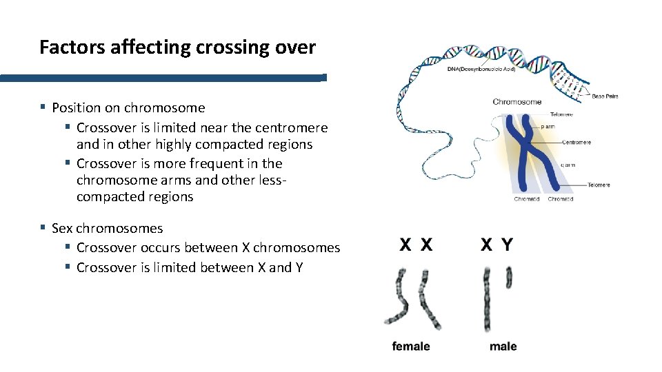 Factors affecting crossing over § Position on chromosome § Crossover is limited near the