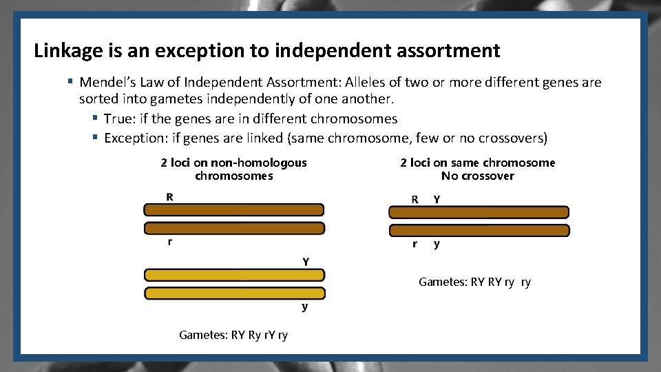 Linkage is an exception to independent assortment § Mendel’s Law of Independent Assortment: Alleles Linkage is an exception to independent assortment § Mendel’s Law of Independent Assortment: Alleles