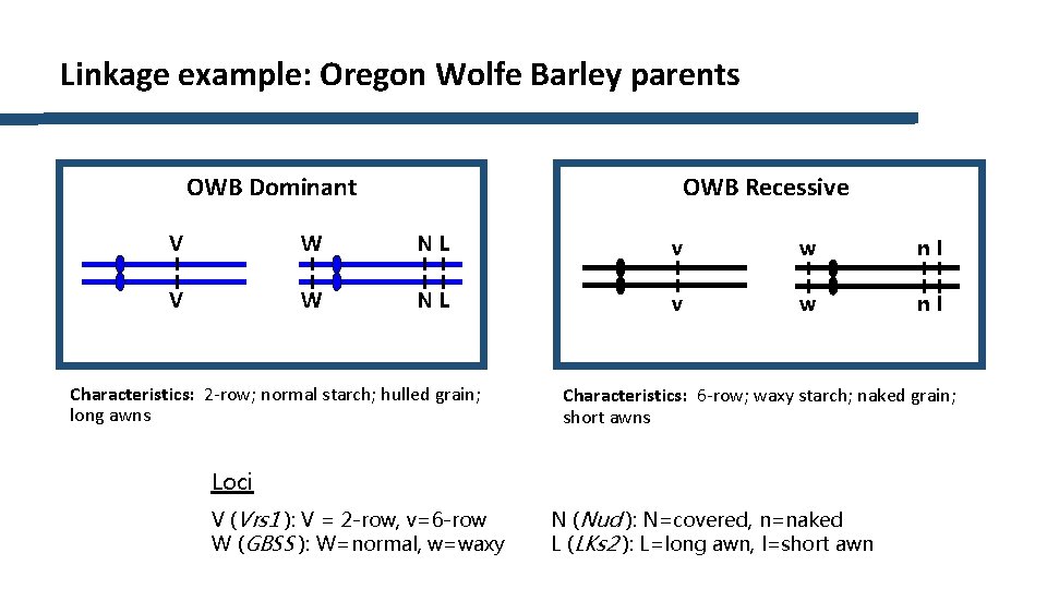 Linkage example: Oregon Wolfe Barley parents OWB Recessive OWB Dominant V W NL v