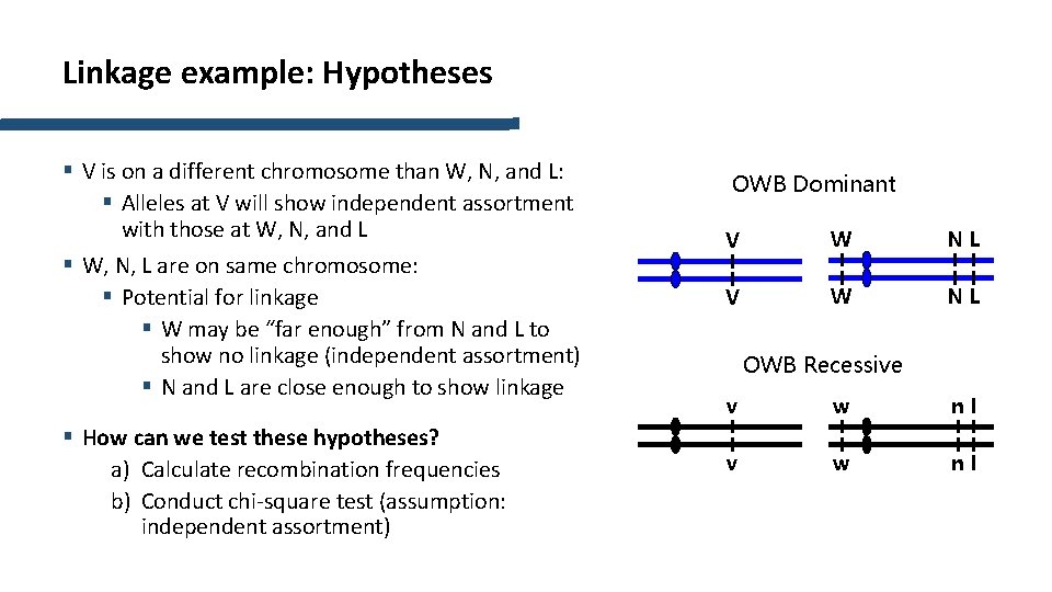 Linkage example: Hypotheses § V is on a different chromosome than W, N, and