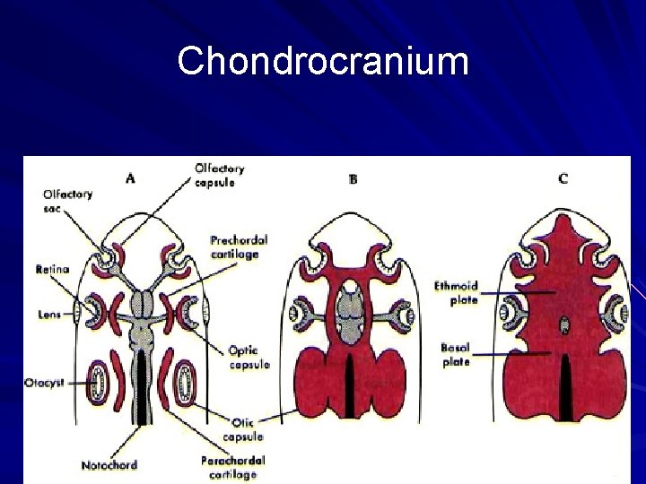 Chondrocranium 