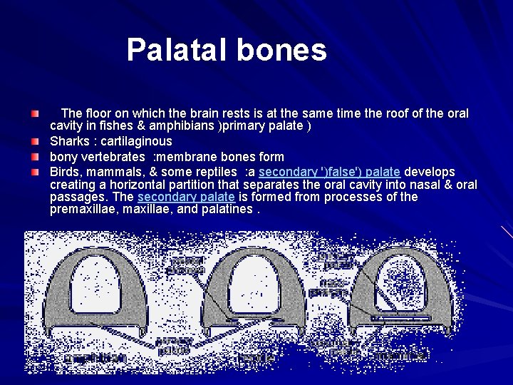 Palatal bones The floor on which the brain rests is at the same time