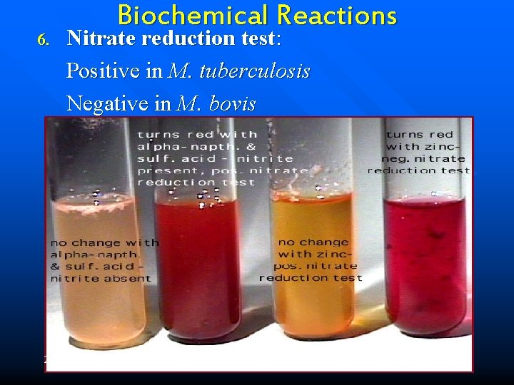 6. Biochemical Reactions Nitrate reduction test: Positive in M. tuberculosis Negative in M. bovis