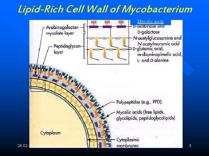 Lipid-Rich Cell Wall of Mycobacterium Mycolic acids 24 -02 -2021 11: 51: 38 8