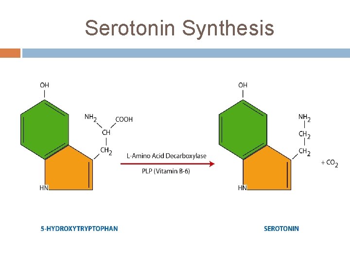 Serotonin Synthesis 