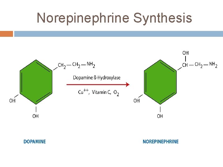 Norepinephrine Synthesis 