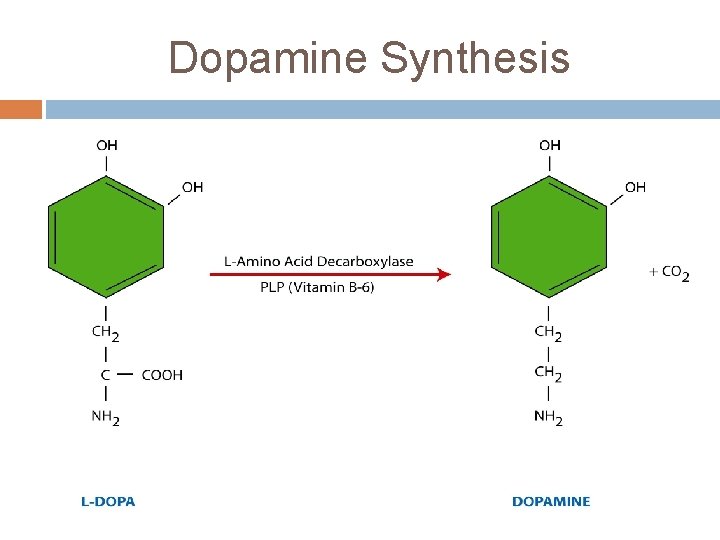 Dopamine Synthesis 