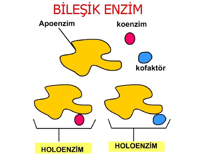 BİLEŞİK ENZİM 