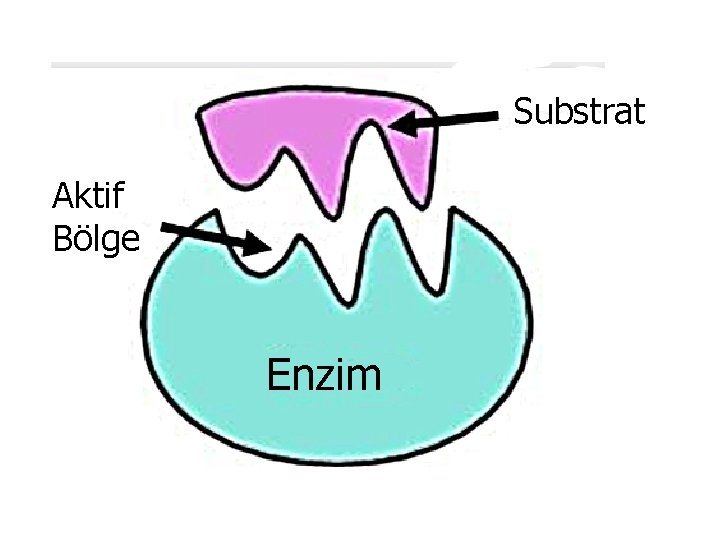 Substrat Aktif Bölge Enzim 