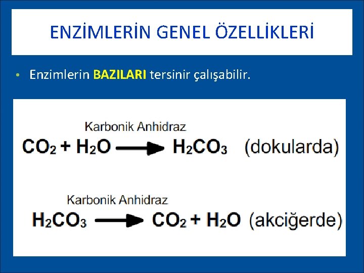 ENZİMLERİN GENEL ÖZELLİKLERİ • Enzimlerin BAZILARI tersinir çalışabilir. 