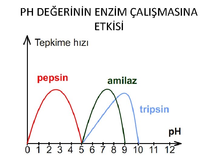 PH DEĞERİNİN ENZİM ÇALIŞMASINA ETKİSİ 