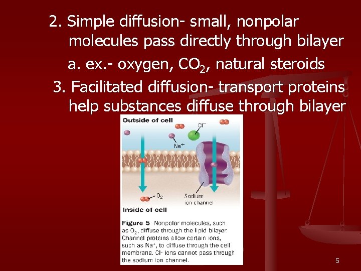 2. Simple diffusion- small, nonpolar molecules pass directly through bilayer a. ex. - oxygen,