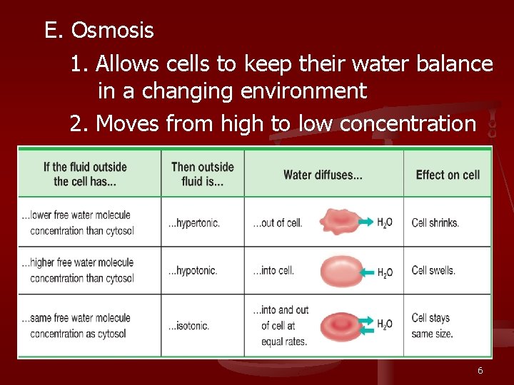 E. Osmosis 1. Allows cells to keep their water balance in a changing environment
