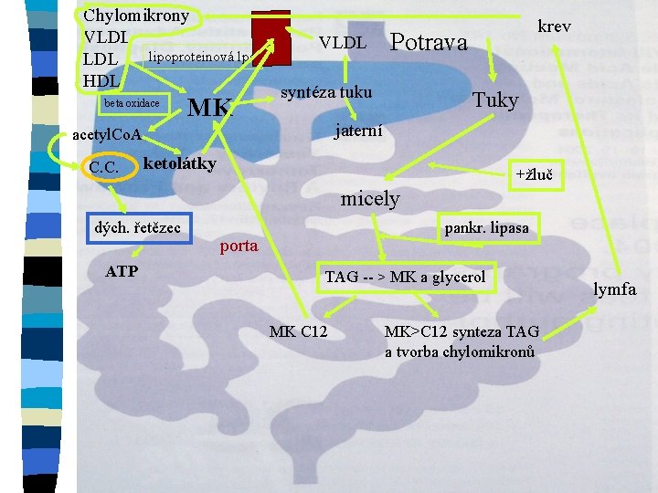 Chylomikrony VLDL lipoproteinová lps LDL HDL beta oxidace MK VLDL Potrava syntéza tuku Tuky