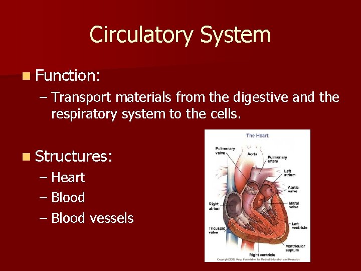 Circulatory System n Function: – Transport materials from the digestive and the respiratory system