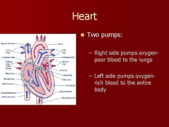 Heart n Two pumps: – Right side pumps oxygenpoor blood to the lungs –