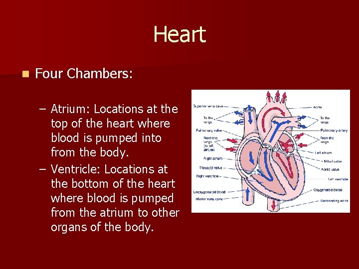 Heart n Four Chambers: – Atrium: Locations at the top of the heart where