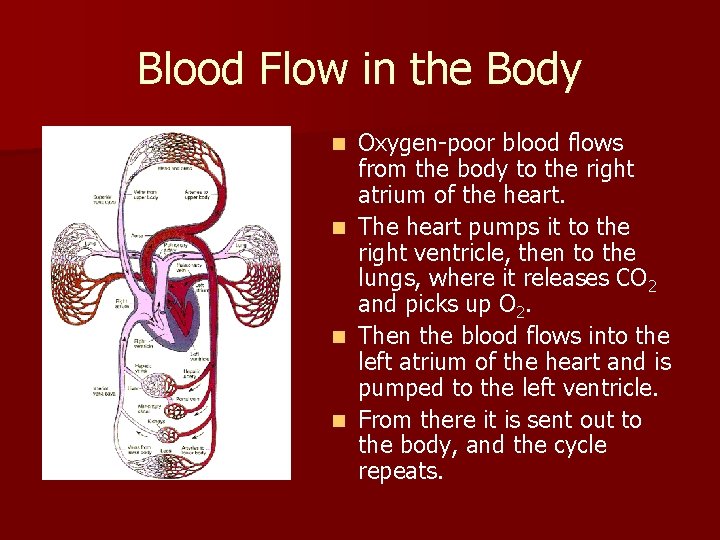 Blood Flow in the Body n n Oxygen-poor blood flows from the body to