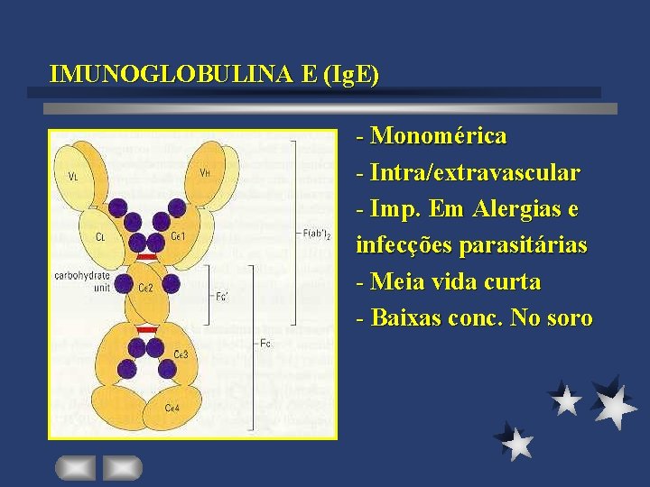IMUNOGLOBULINA E (Ig. E) - Monomérica - Intra/extravascular - Imp. Em Alergias e infecções
