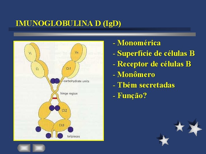 IMUNOGLOBULINA D (Ig. D) - Monomérica - Superfície de células B - Receptor de