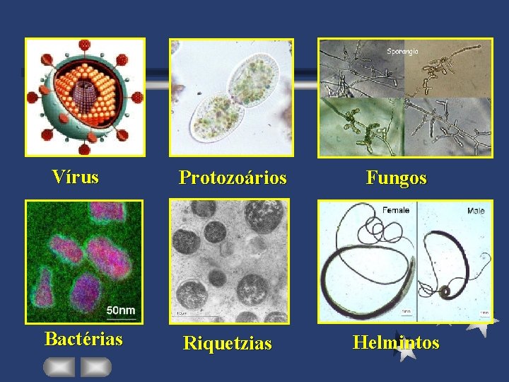 Vírus Bactérias Protozoários Fungos Riquetzias Helmintos 