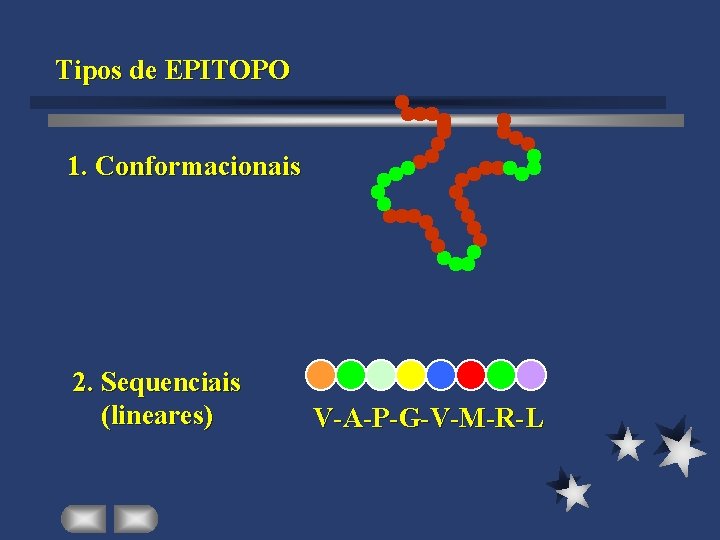 Tipos de EPITOPO 1. Conformacionais 2. Sequenciais (lineares) V-A-P-G-V-M-R-L 