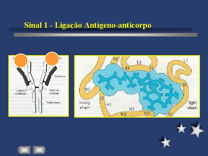 Sinal 1 - Ligação Antígeno-anticorpo 