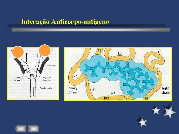 Interação Anticorpo-antígeno 