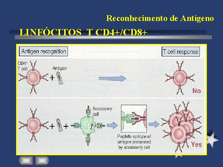 Reconhecimento de Antígeno LINFÓCITOS T CD 4+/CD 8+ 