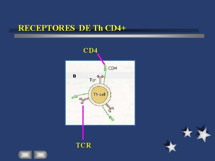 RECEPTORES DE Th CD 4+ CD 4 TCR 