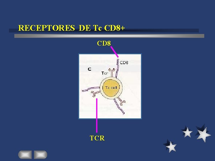 RECEPTORES DE Tc CD 8+ CD 8 TCR 