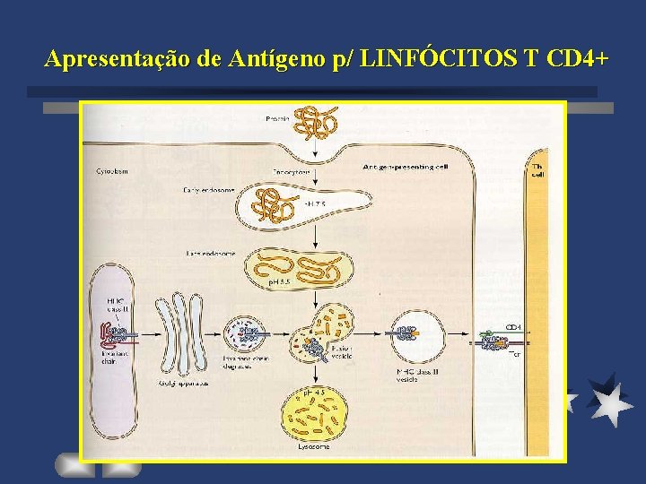 Apresentação de Antígeno p/ LINFÓCITOS T CD 4+ 