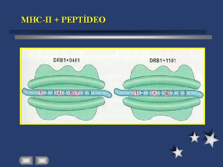 MHC-II + PEPTÍDEO 