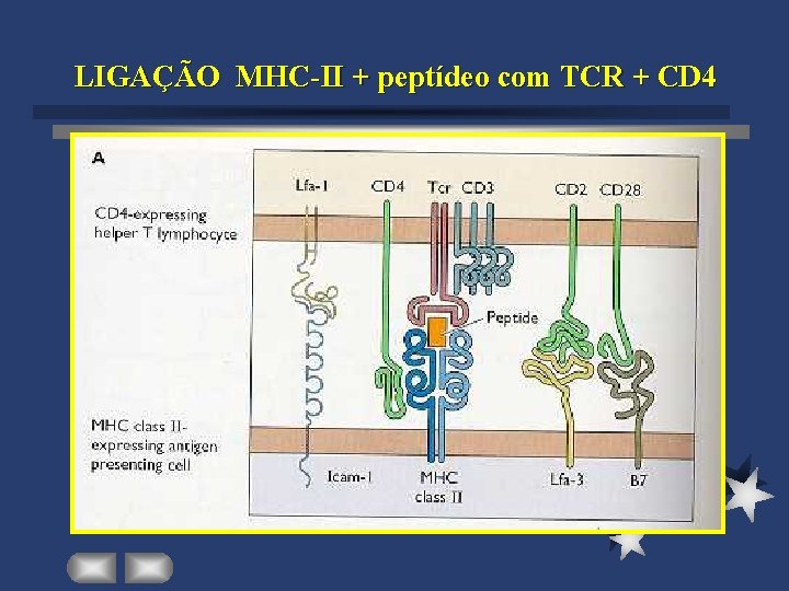 LIGAÇÃO MHC-II + peptídeo com TCR + CD 4 