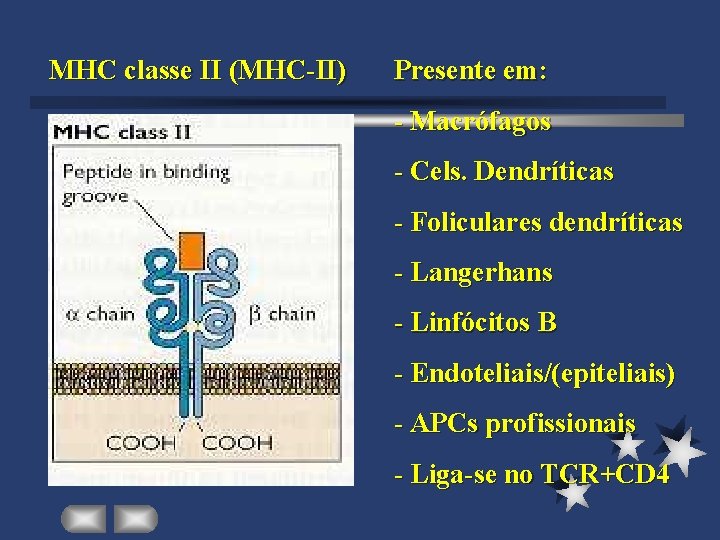 MHC classe II (MHC-II) Presente em: - Macrófagos - Cels. Dendríticas - Foliculares dendríticas