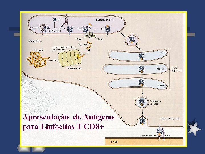 Apresentação de Antígeno para Linfócitos T CD 8+ 