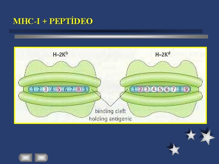 MHC-I + PEPTÍDEO 