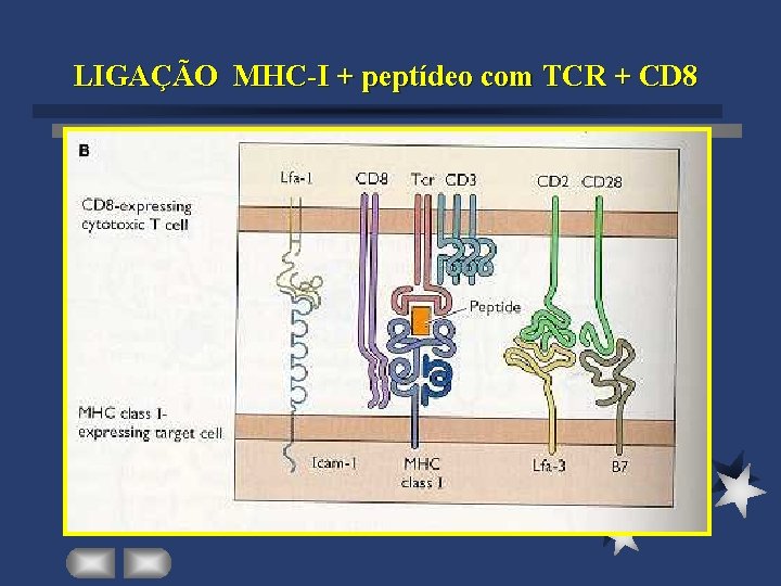 LIGAÇÃO MHC-I + peptídeo com TCR + CD 8 