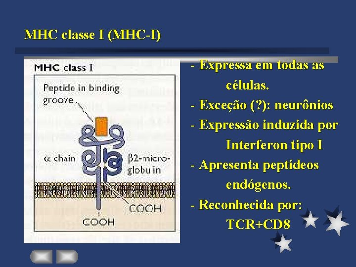MHC classe I (MHC-I) - Expressa em todas as células. - Exceção (? ):