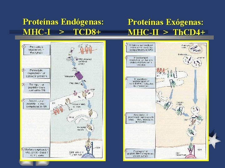 Proteínas Endógenas: MHC-I > TCD 8+ Proteínas Exógenas: MHC-II > Th. CD 4+ 