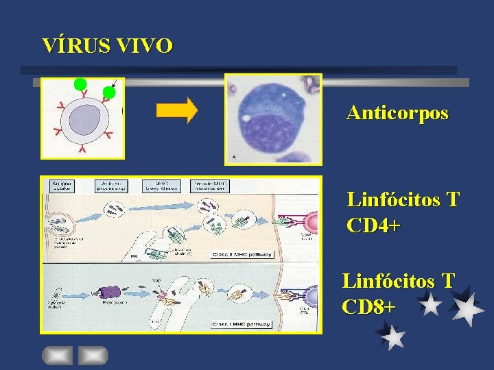 VÍRUS VIVO Anticorpos Linfócitos T CD 4+ Linfócitos T CD 8+ 