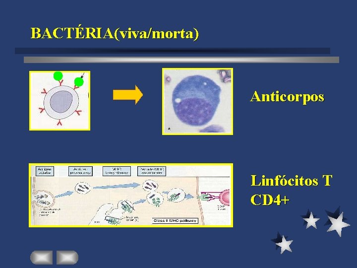 BACTÉRIA(viva/morta) Anticorpos Linfócitos T CD 4+ 