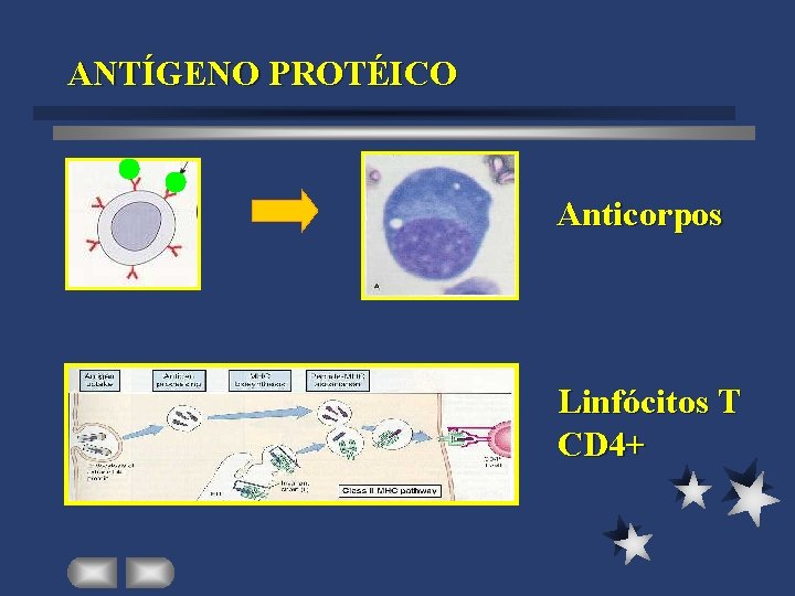 ANTÍGENO PROTÉICO Anticorpos Linfócitos T CD 4+ 