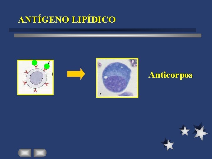 ANTÍGENO LIPÍDICO Anticorpos 