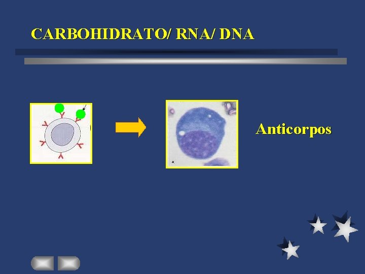 CARBOHIDRATO/ RNA/ DNA Anticorpos 