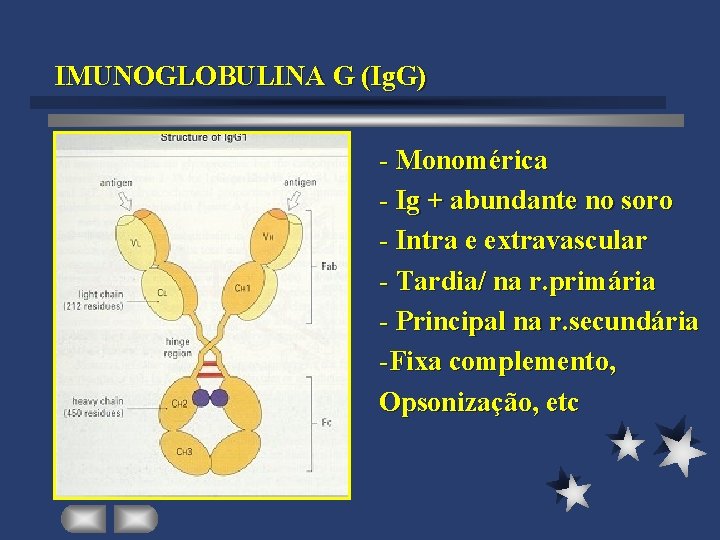 IMUNOGLOBULINA G (Ig. G) - Monomérica - Ig + abundante no soro - Intra