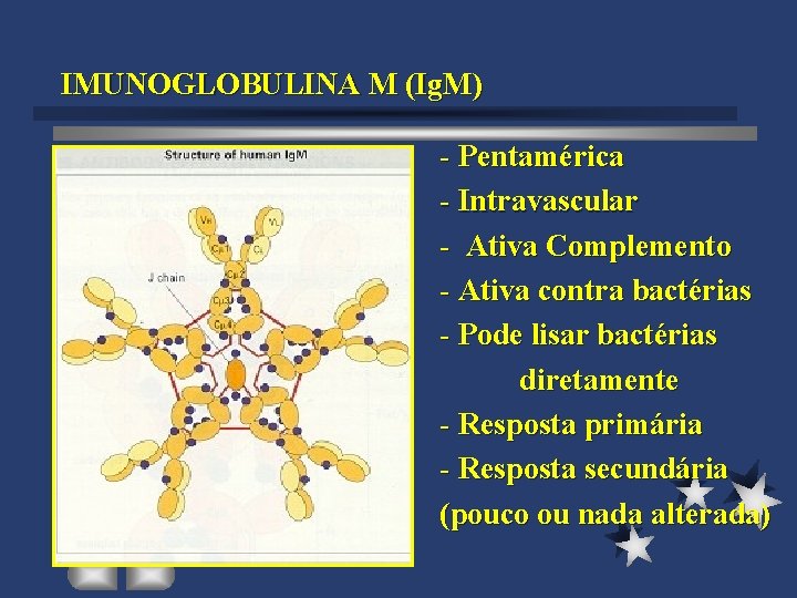 IMUNOGLOBULINA M (Ig. M) - Pentamérica - Intravascular - Ativa Complemento - Ativa contra
